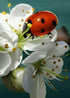 Lady Bug & White Flowers